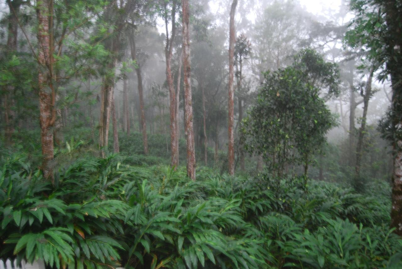 T Cherry Villa Munnar Esterno foto