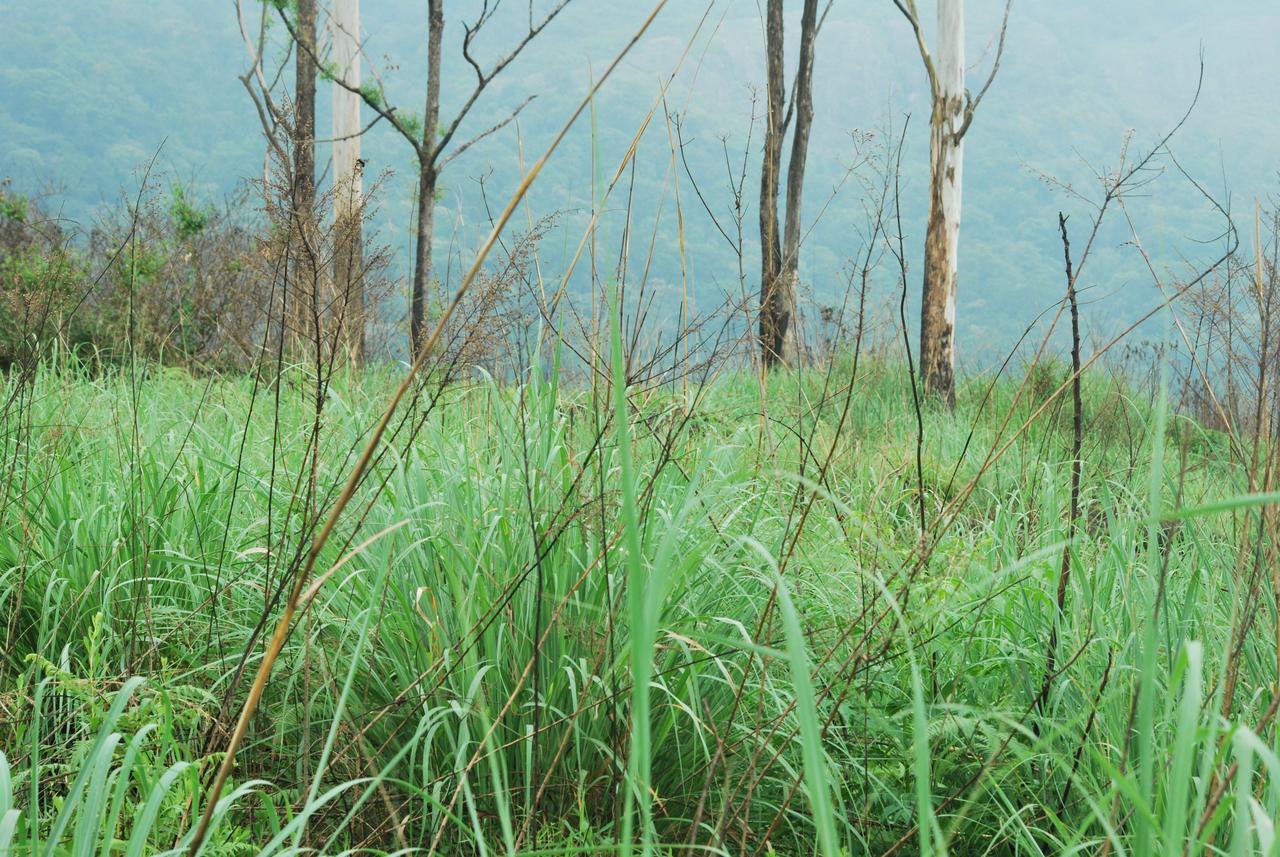 T Cherry Villa Munnar Esterno foto