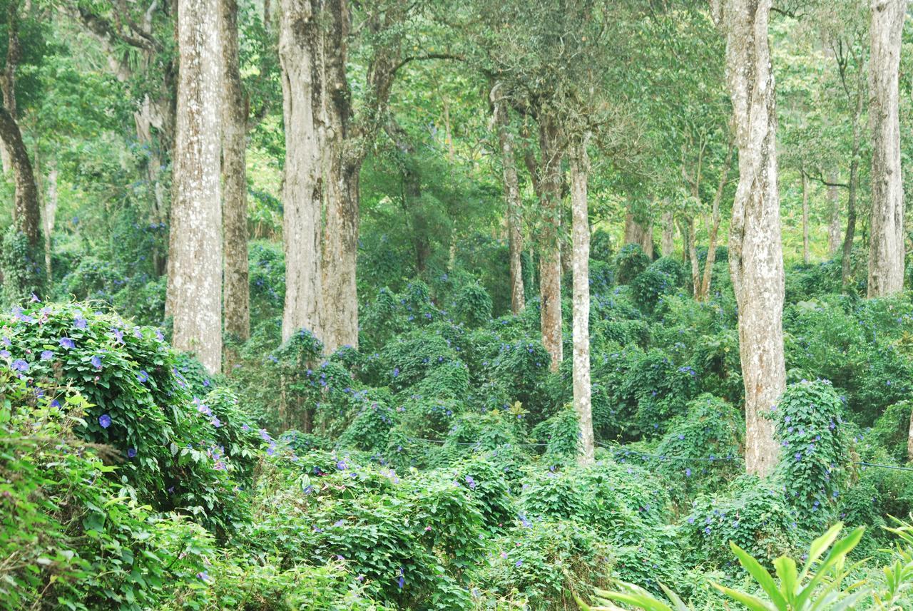 T Cherry Villa Munnar Esterno foto