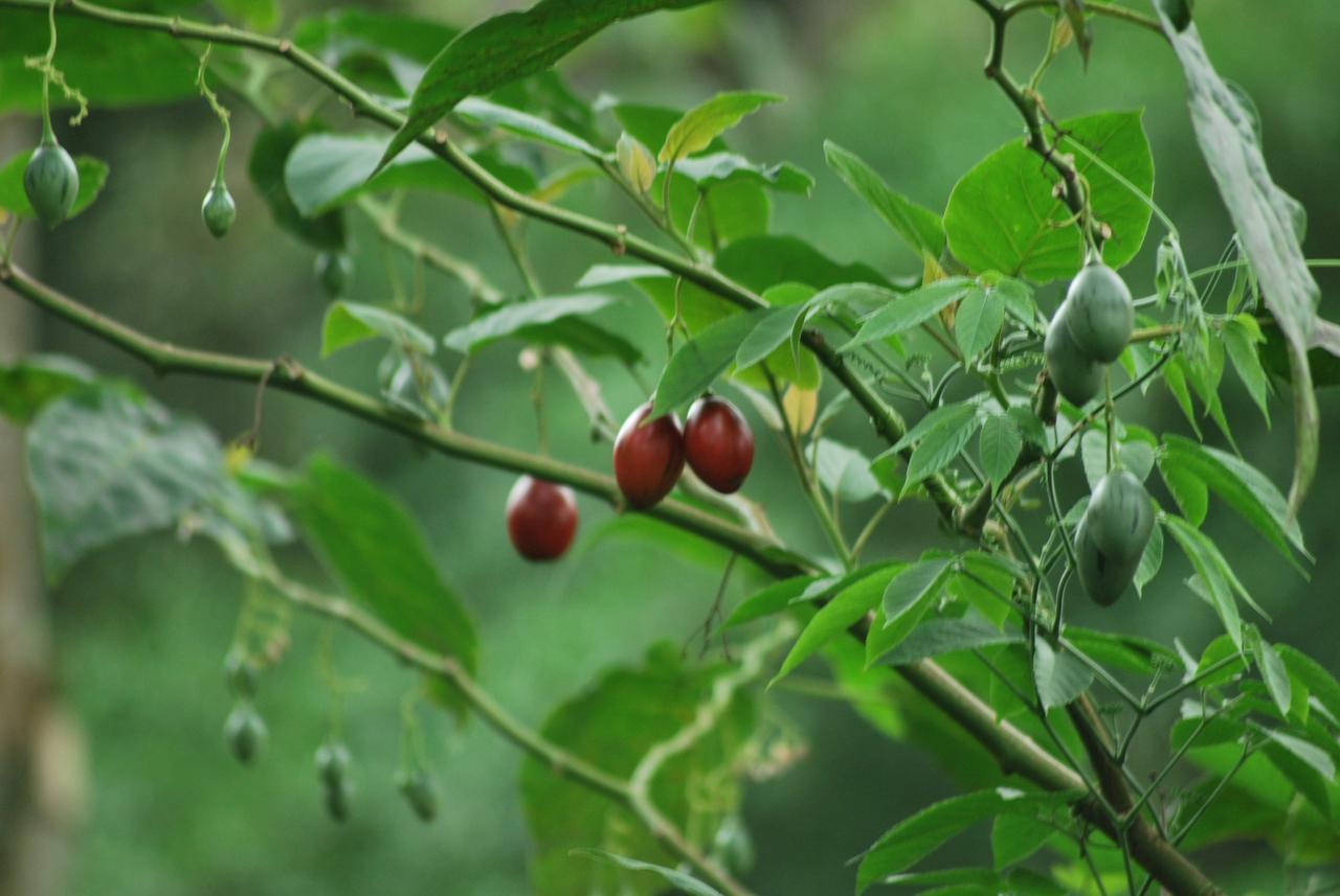 T Cherry Villa Munnar Esterno foto
